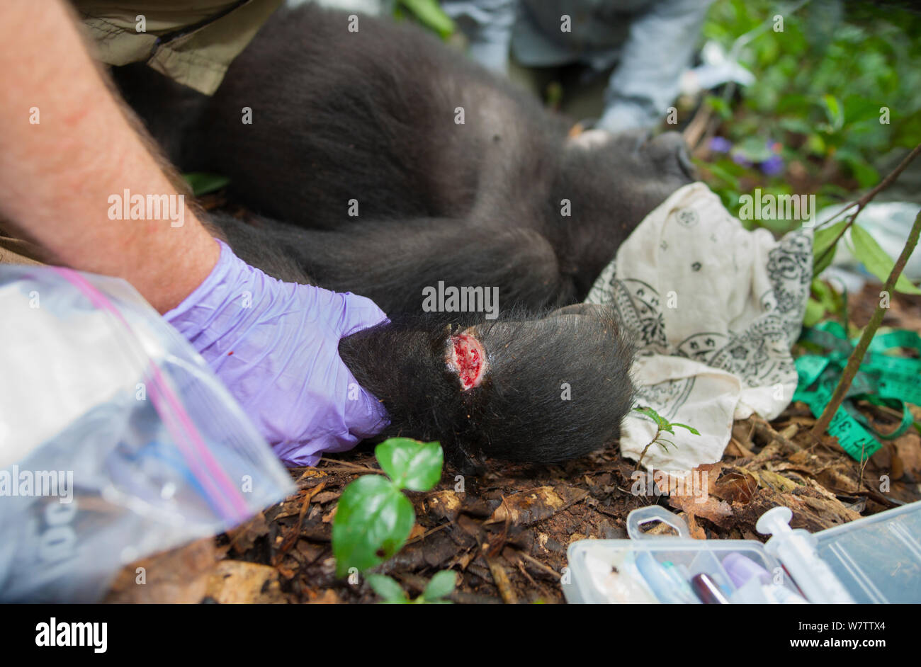 Blackback Gorilla High Resolution Stock Photography And Images Alamy