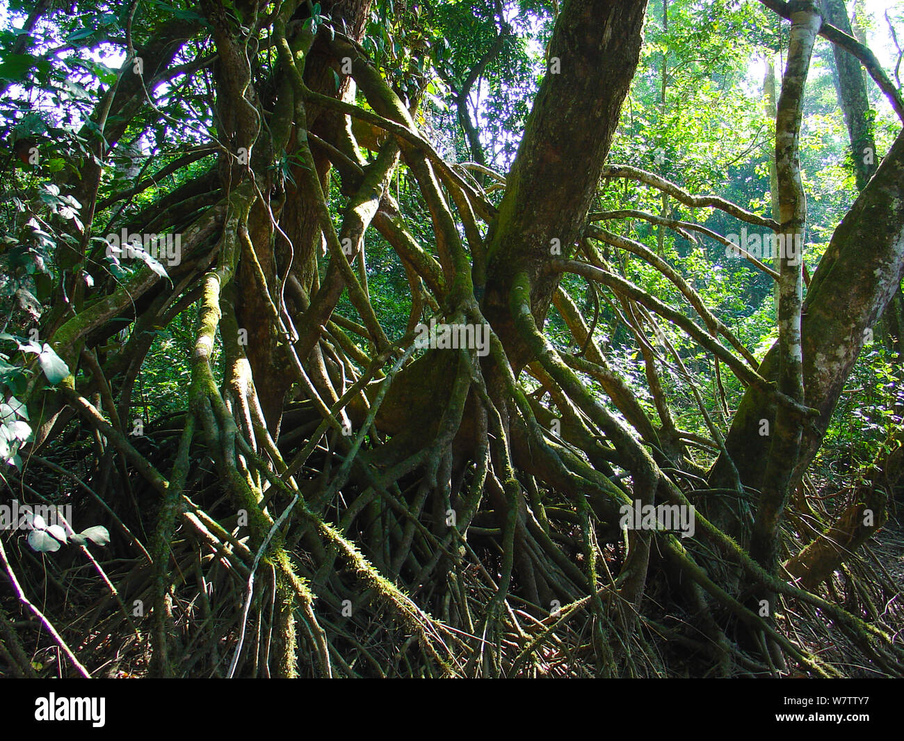 Stilted root system of Uapaca heudelotii on the Mambili River. Stilted root system allows the tree to maintain a firm grip in seasonally flooded locations. Odzala-Kokoua National Park, Republic of Congo. Stock Photo