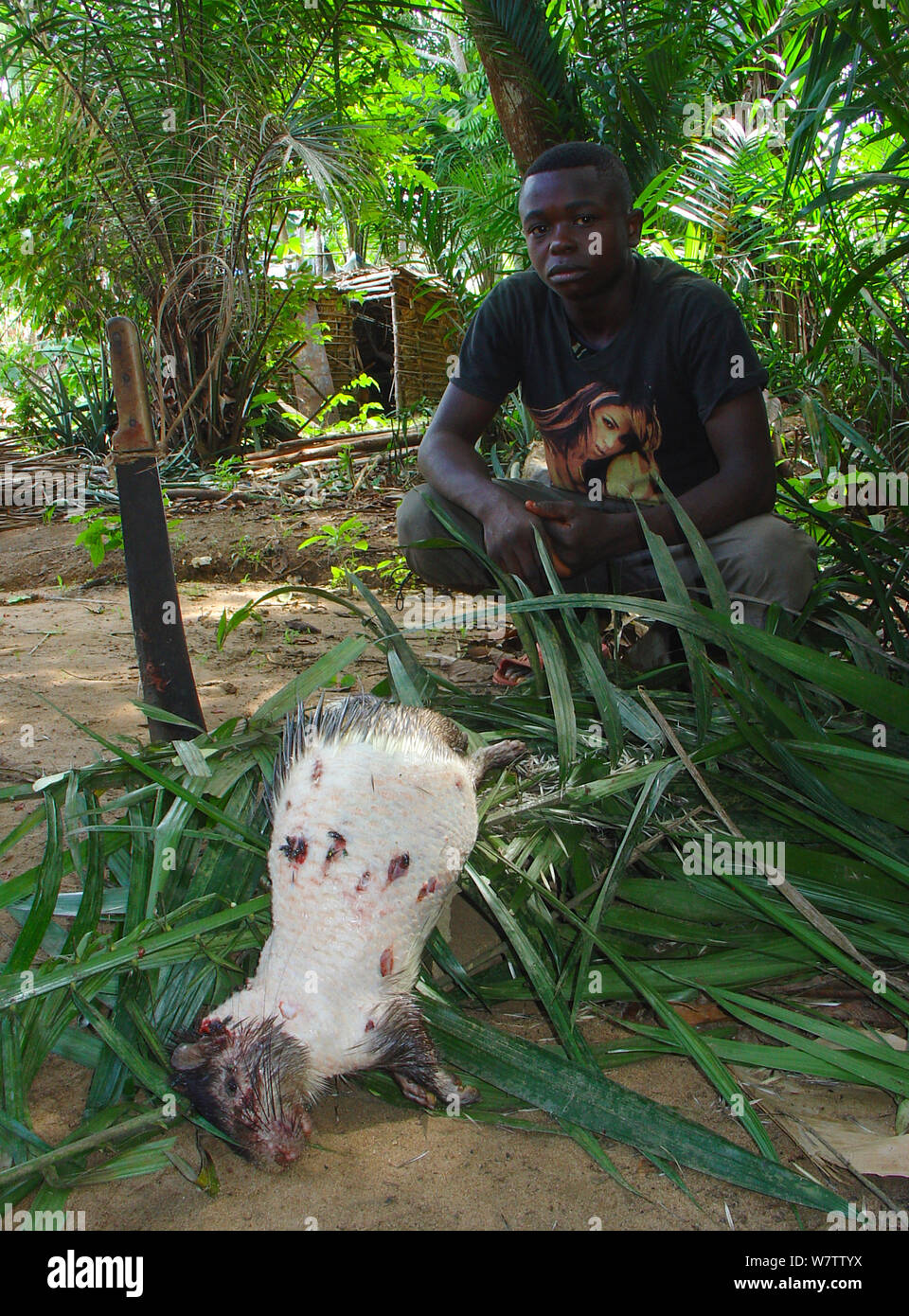 Bushmeat preparation: quills removed from  Brush-tailed Porcupine (Atherurus africanus), Mbomo, Odzala-Kokoua National Park, Republic of Congo Stock Photo