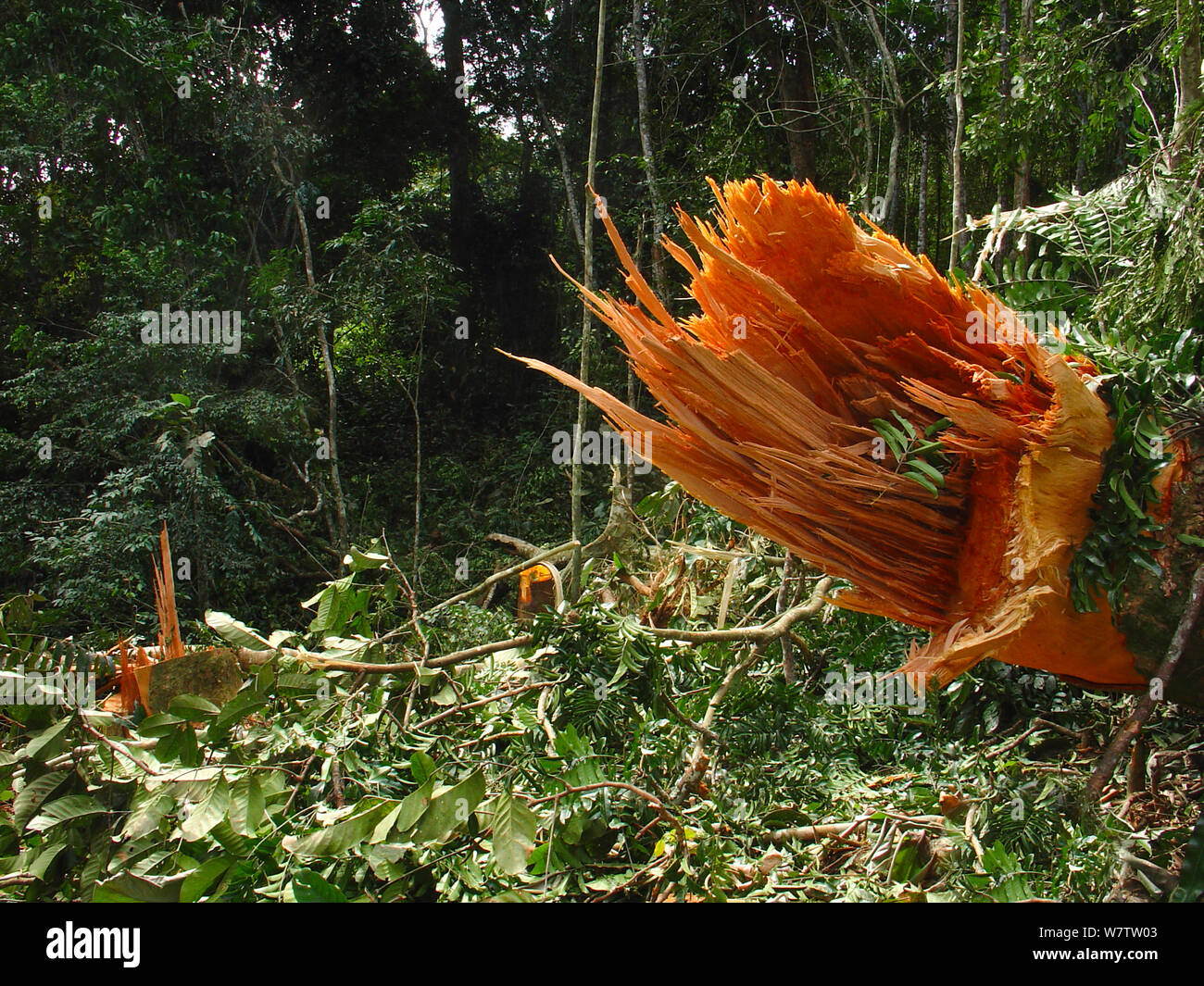 Congo rainforest plants hi-res stock photography and images - Alamy