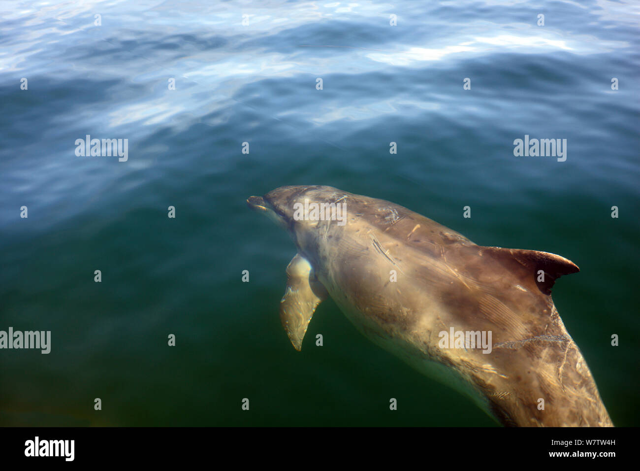 Bottlenose dolphin underwater in the clear Scottish seas of the Sound of Iona between the Isles of Mull & Iona. Many scars are clearly visible. Stock Photo