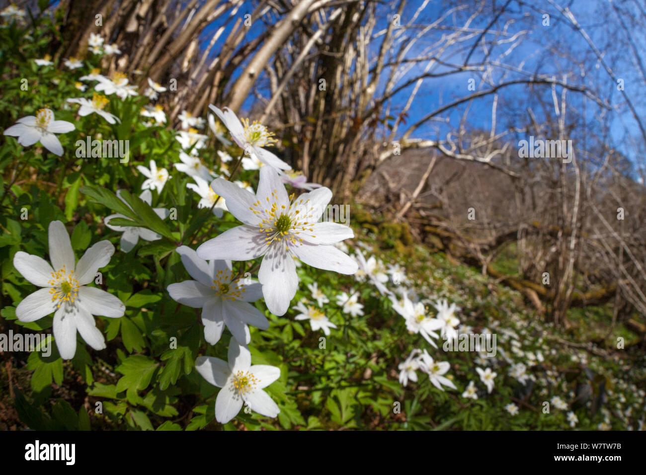 Wood Anemones (Anemone nemorosa) in flower on woodland floor. Wide angle view. Peak District National Park, Derbyshire, UK. April. Stock Photo