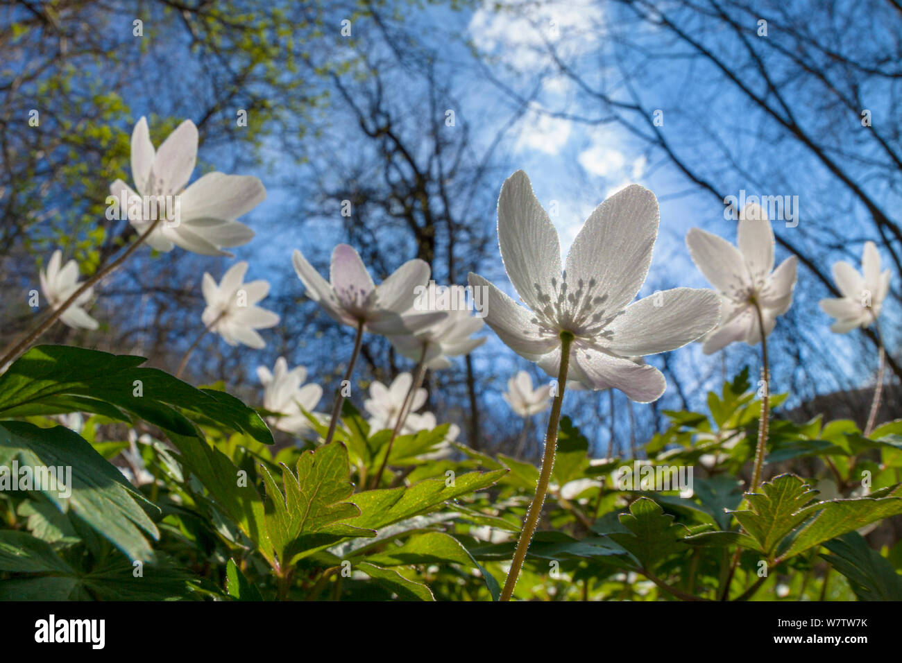 Wood Anemones (Anemone nemorosa) in flower on woodland floor, low angle fish eye view, Peak District National Park, Derbyshire, UK, May. Stock Photo