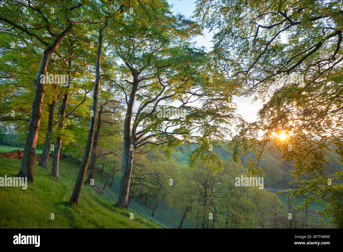 Beech (Fagus sylvatica) woodland in spring, at dawn, Peak District National Park, Cheshire, UK, May. Stock Photo