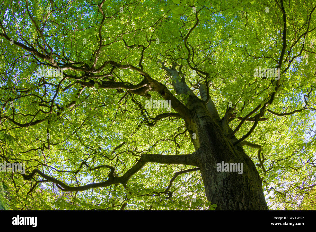 Looking up through a Beech wood canopy (Fagus sylvatica) in summer, Peak District National Park, Cheshire, UK, August. Stock Photo