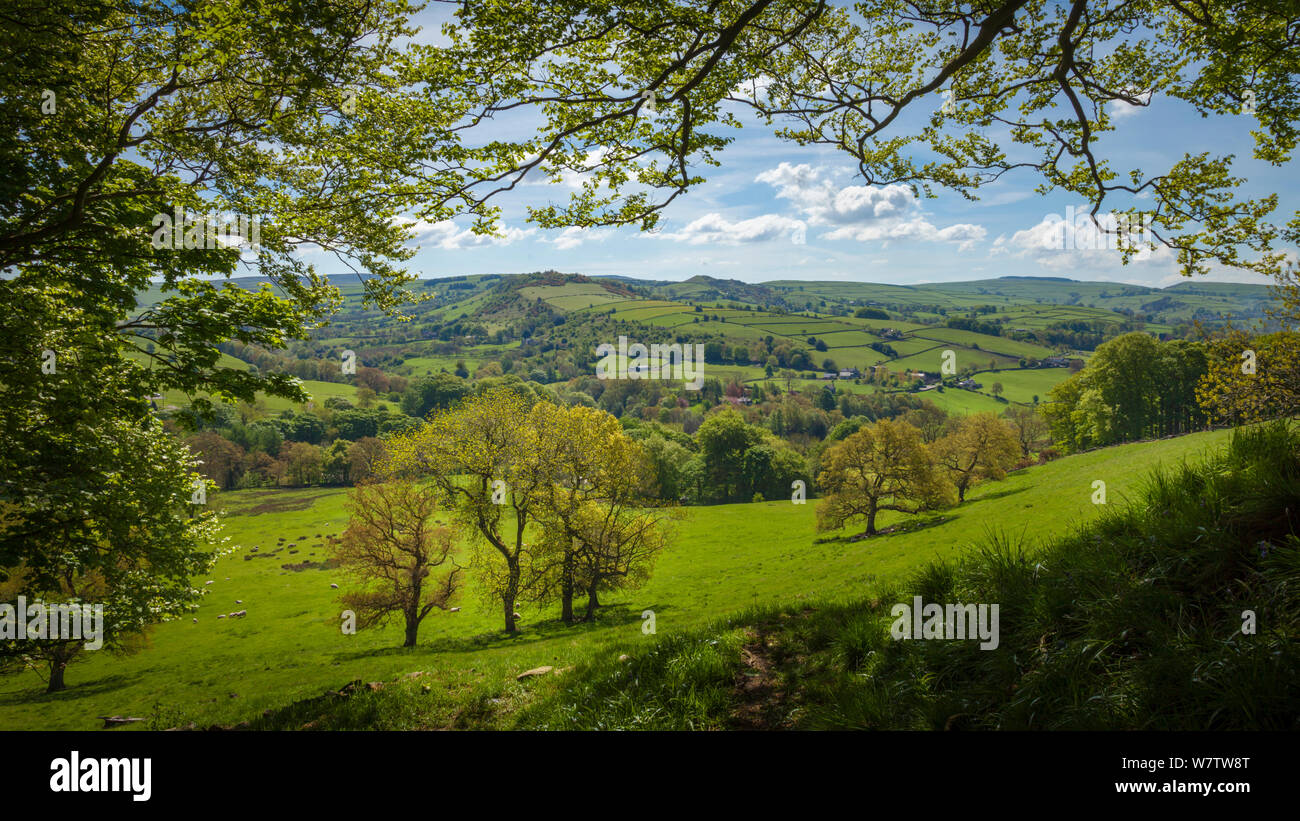 View from edge of woodlands near Pott Shrigley, Peak District National Park, Cheshire, UK, May. Stock Photo