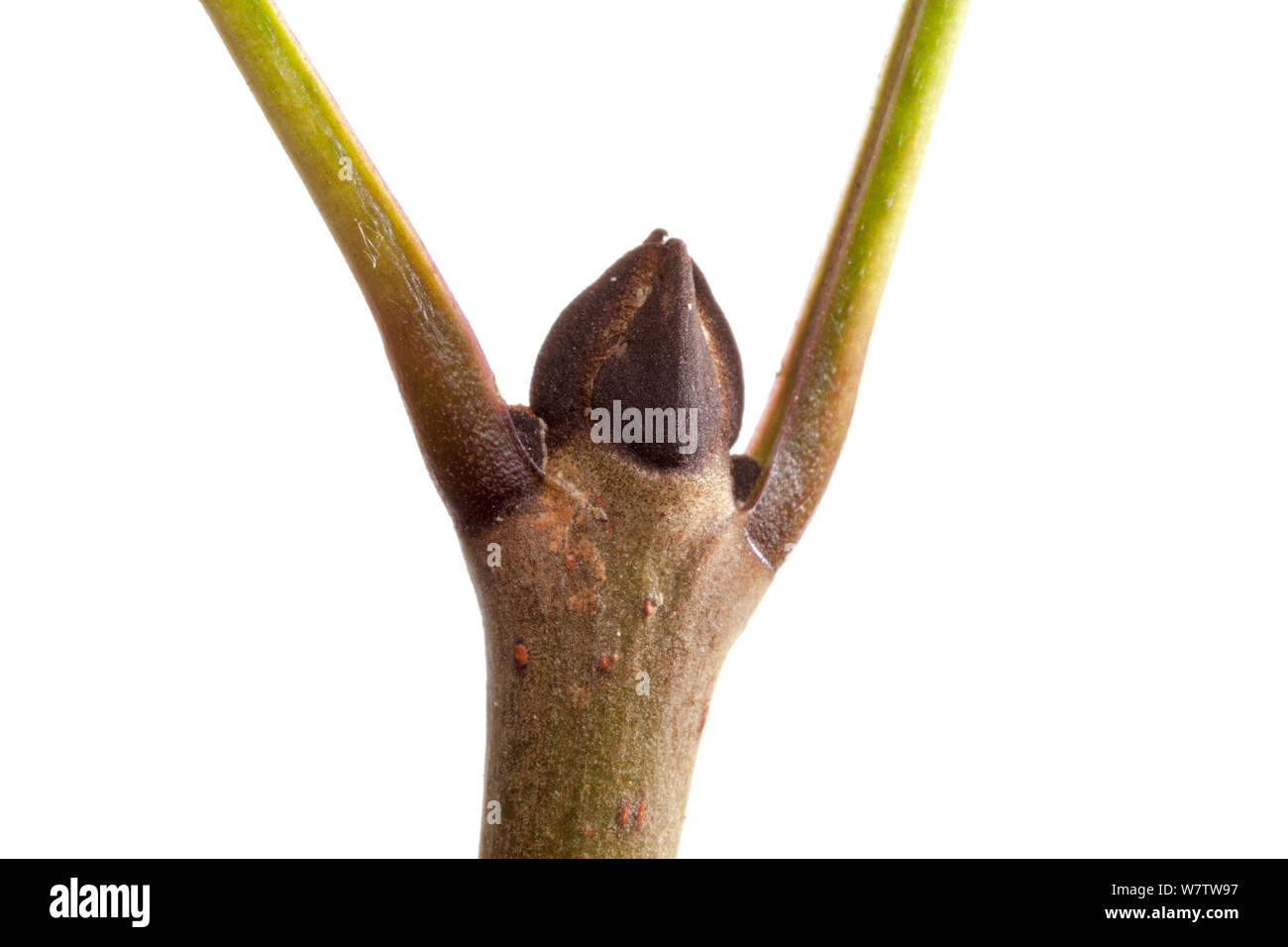 Ash tree bud (Fraxinus excelsior) photographed in mobile field studio against a white background. Derbyshire, UK. September. Stock Photo