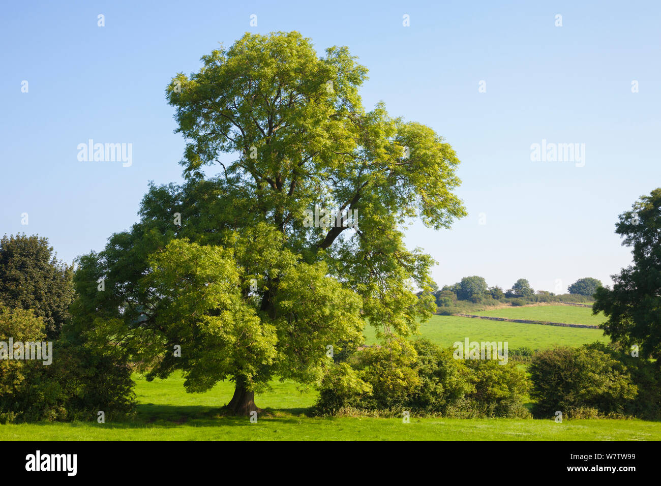 Ash Tree (Fraxinus excelsior) growing in a field. Peak DIstrict National Park, Derbyshire, UK. August. Stock Photo