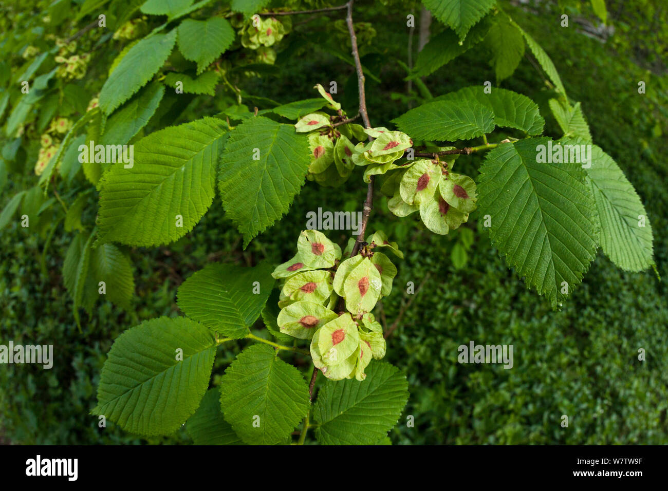 Wych Elm (Ulmus glabra) showing ripening fruits (samaras) Peak District National Park, Derbyshire, UK, May. Stock Photo