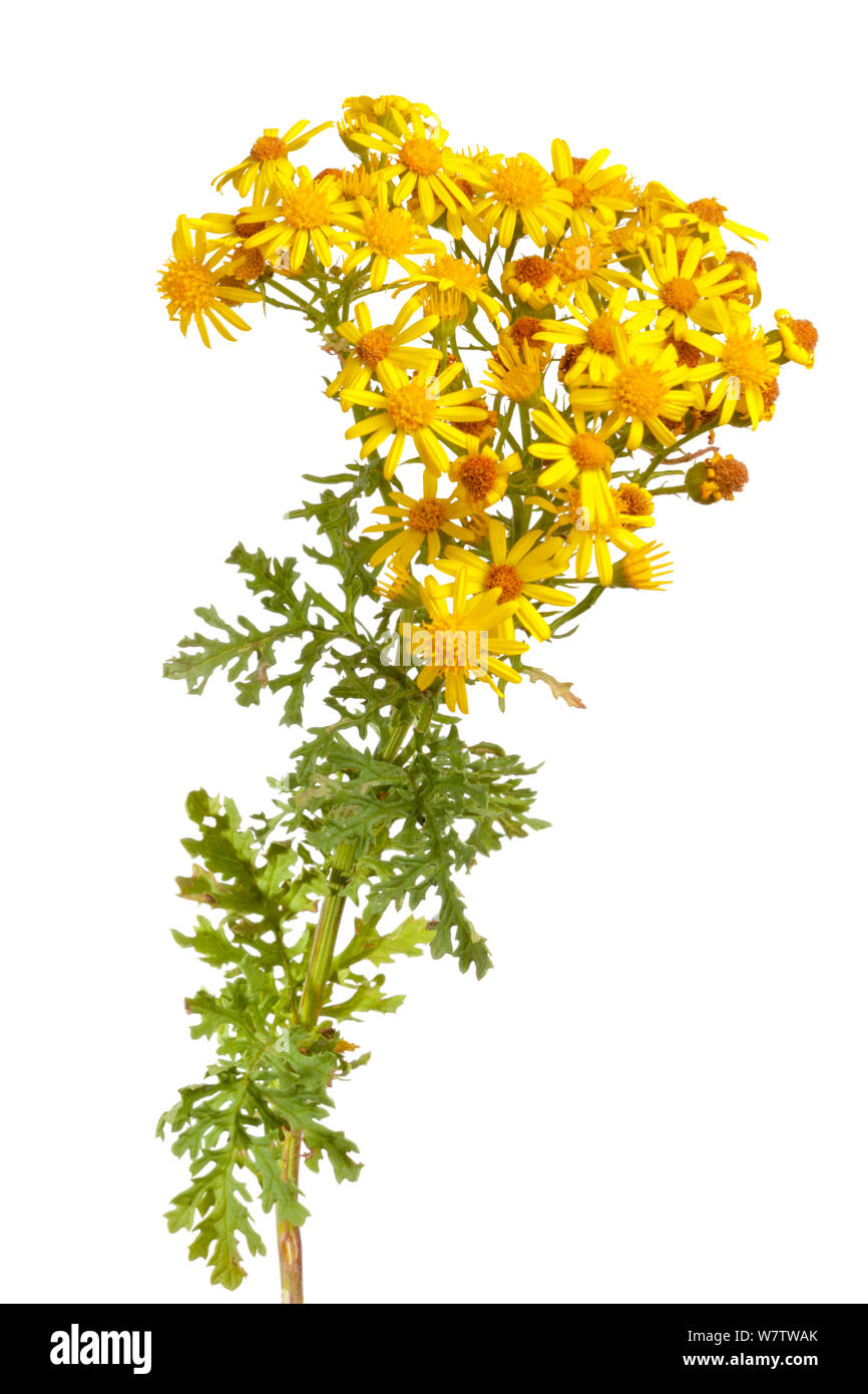 Yellow flowers common tansy invasive Cut Out Stock Images & Pictures