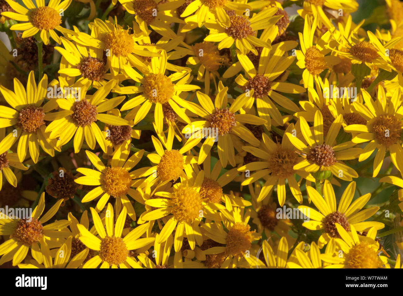 Ragwort Plant Plants Hi res Stock Photography And Images Alamy Ragwort Plant Plants Hi res Stock Photography And Images Alamy