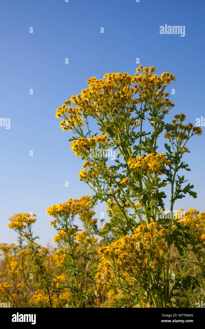 Ragwort Plant Plants Hi res Stock Photography And Images Alamy Ragwort Plant Plants Hi res Stock Photography And Images Alamy