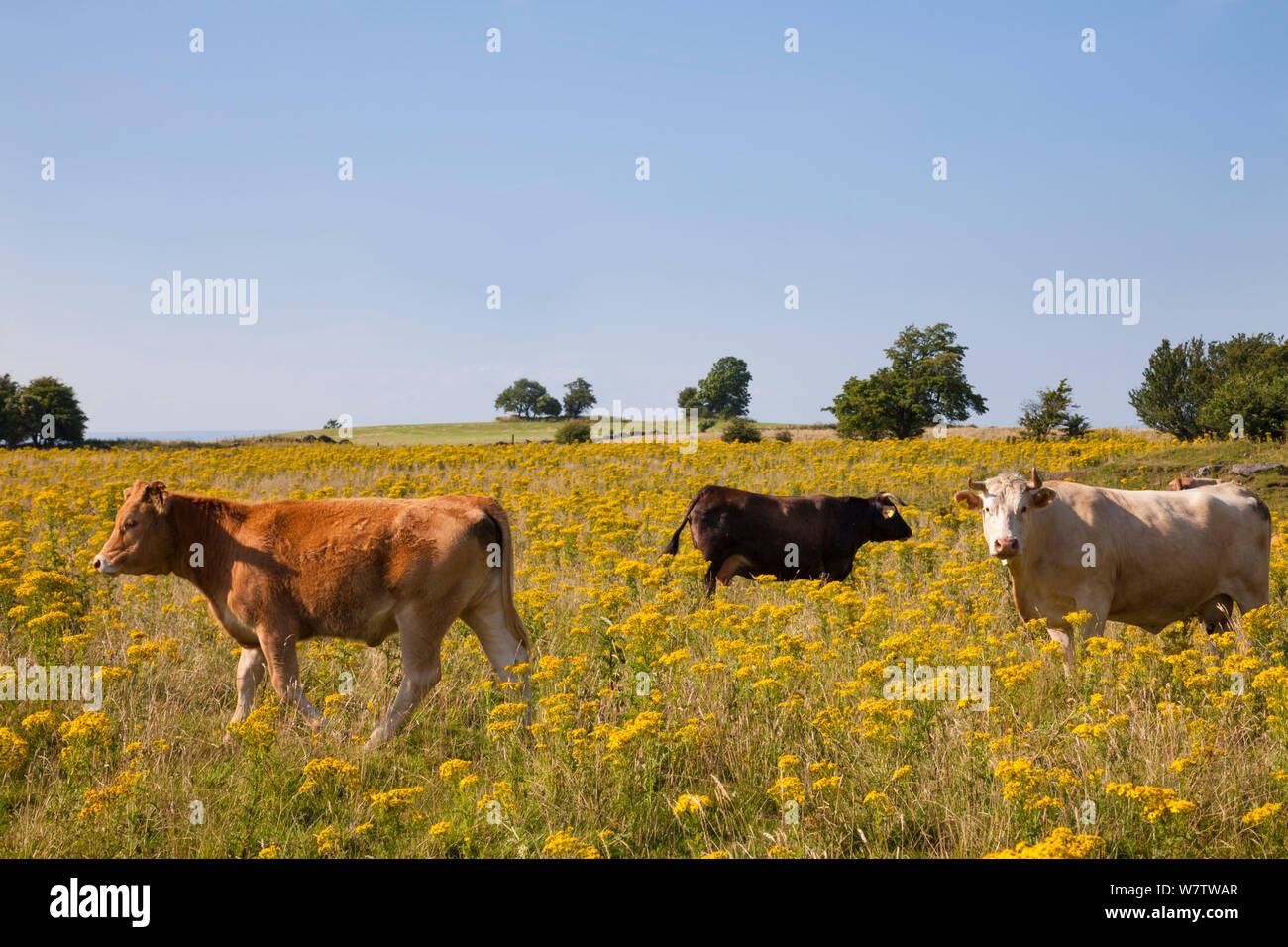 Common Ragwort (Jacobaea vulgaris) flowers in field with cattle, Derbyshire, England, UK, August. Invasive species, poisonous to livestock. Stock Photo