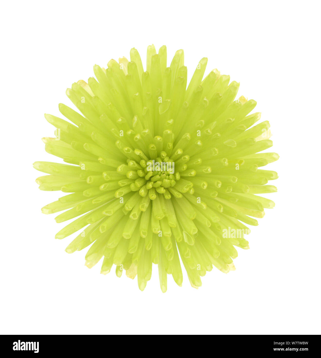 green mum flower isolated on white background Stock Photo - Alamy
