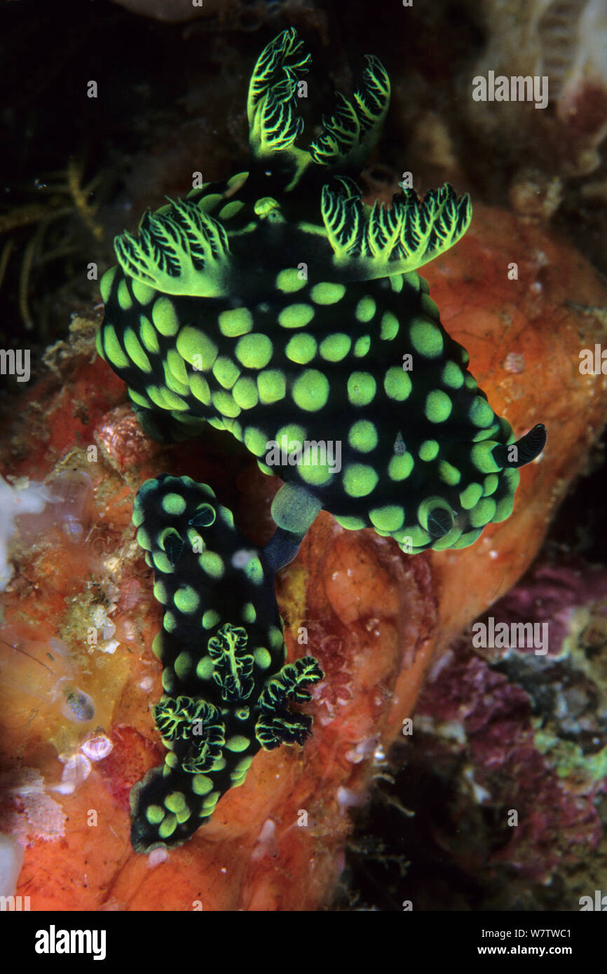 Nudibranchs (Nembrotha cristata) mating, Komodo archipelago islands, Komodo National Park, Natural World Heritage Site, Indonesia, Pacific Ocean Stock Photo