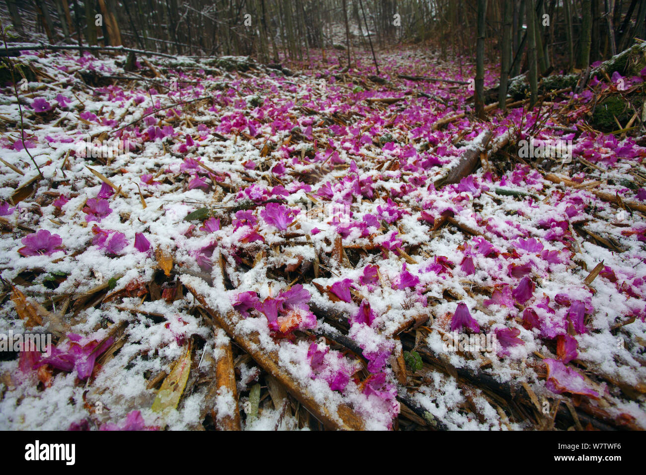 Fallen Rhododendron flowers (Rhododendro sp.) in snowy woodland, Lijiang City, Yunnan Province, China, April. Stock Photo