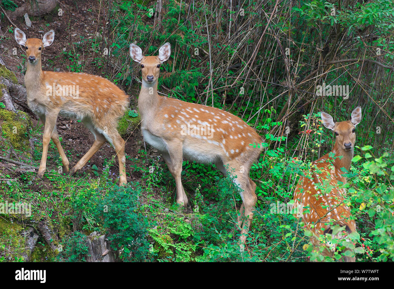 Sichuan sika deer (Cervus nippon sichuanicus) females, Ruoergai National Nature Reserve, Sichuan Province, China, September. Stock Photo