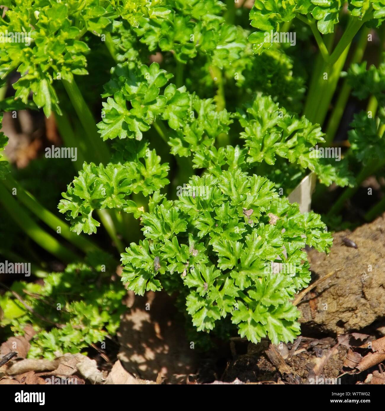 Petersilie im Garten parsley in garden 08 Stock Photo Alamy