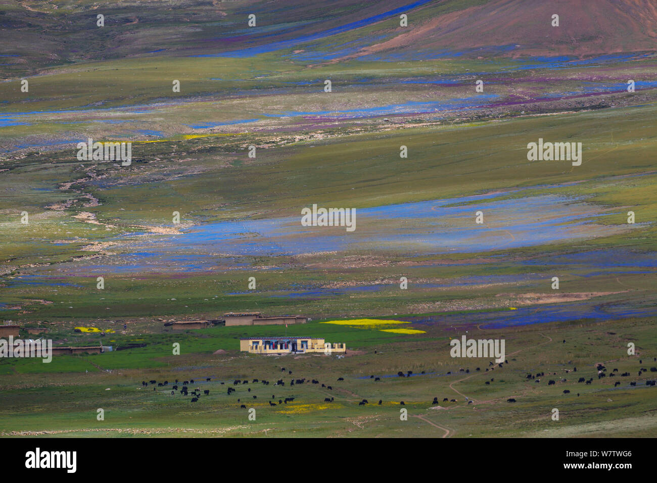 Landscape of plateau in high altitude plateau, with bright colours from different plants, Shiqu County, Sichuan Province, China, August 2010. Stock Photo