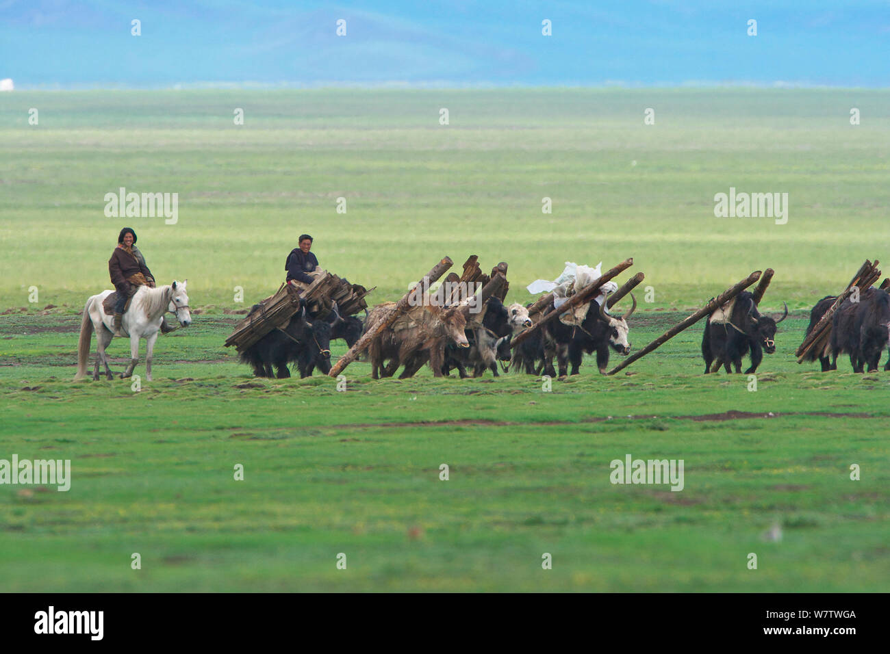 Herders moving yaks which are carrying wood, Ruoergai National Nature Reserve, Qinghai-Tibetan Plateau, China, June 2008. Stock Photo