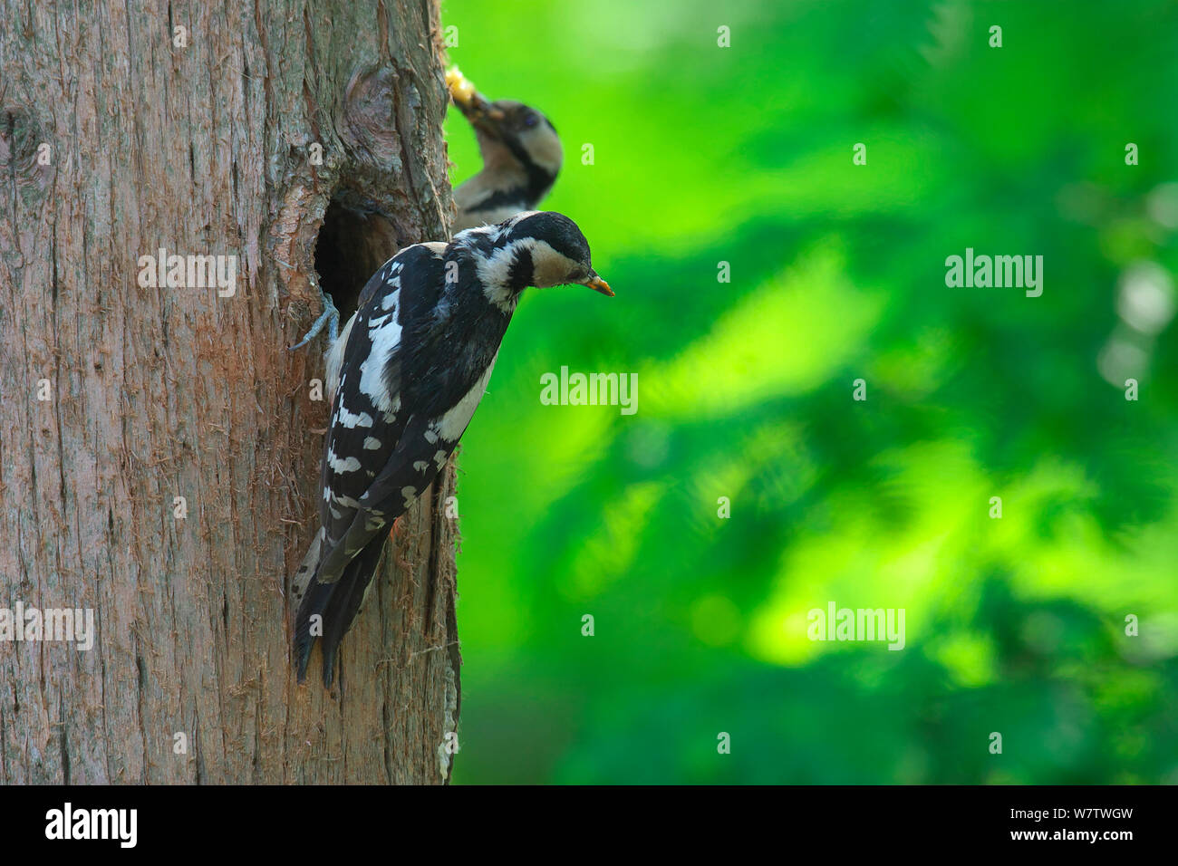 Great spotted woodpeckers (Dendrocopos major) at nest hole, Xinyang DongZhai Nature Reserve, Henan Province, China, June. Stock Photo