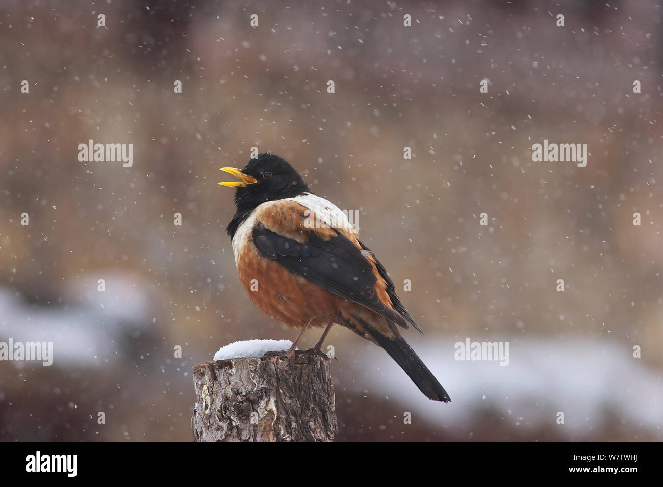 Kessler's Thrush (Turdus kessleri) singing in snow, Pamuling Mountain, Sichuan Province, China, April. Stock Photo