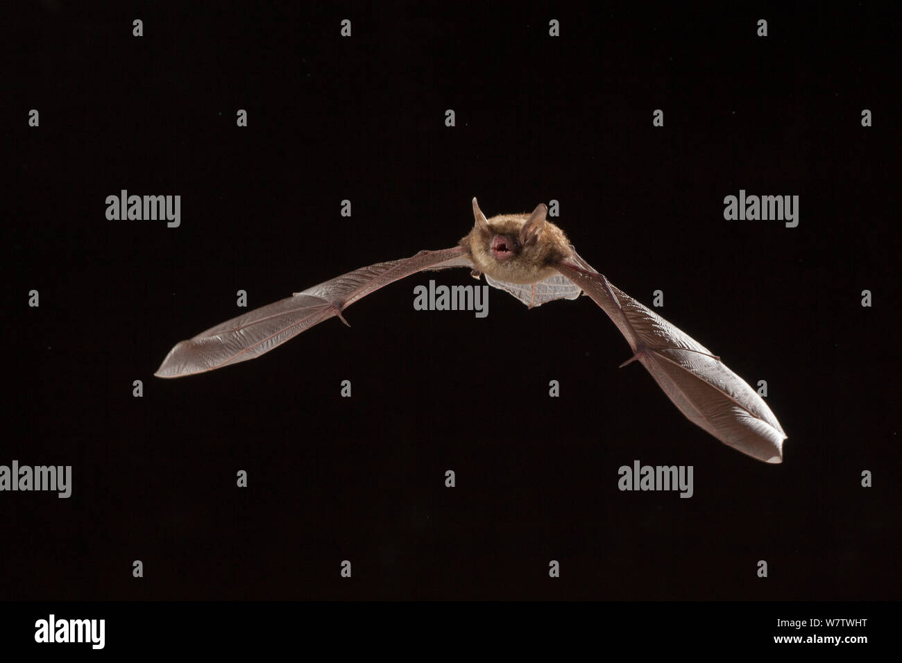 Female Northern long-eared myotis / bat (Myotis septentrionalis) in flight at night, Cherokee National Forest, Tennessee, USA, June. Stock Photo