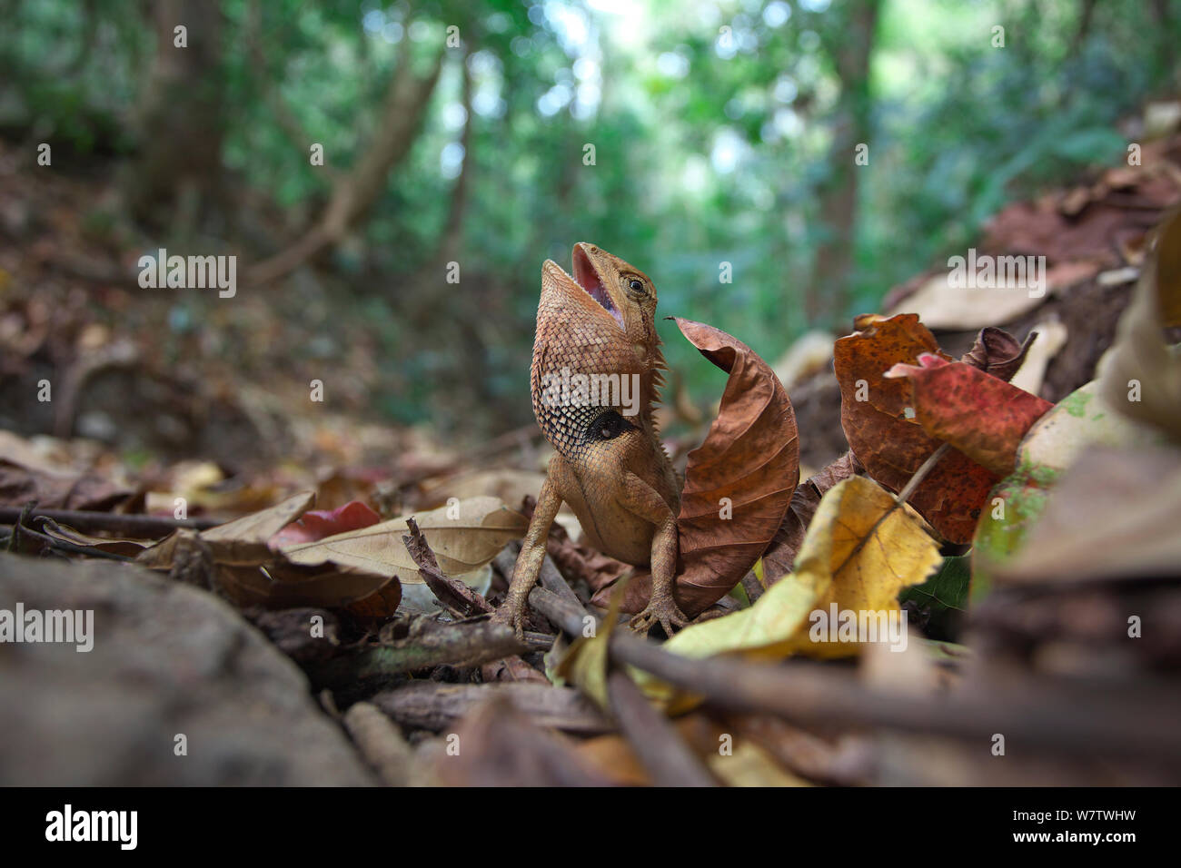 Emma Gray's Forest Lizard (Calotes emma) in threat display, Xishuangbanna National Nature Reserve, Yunnan Province, China, March. Stock Photo
