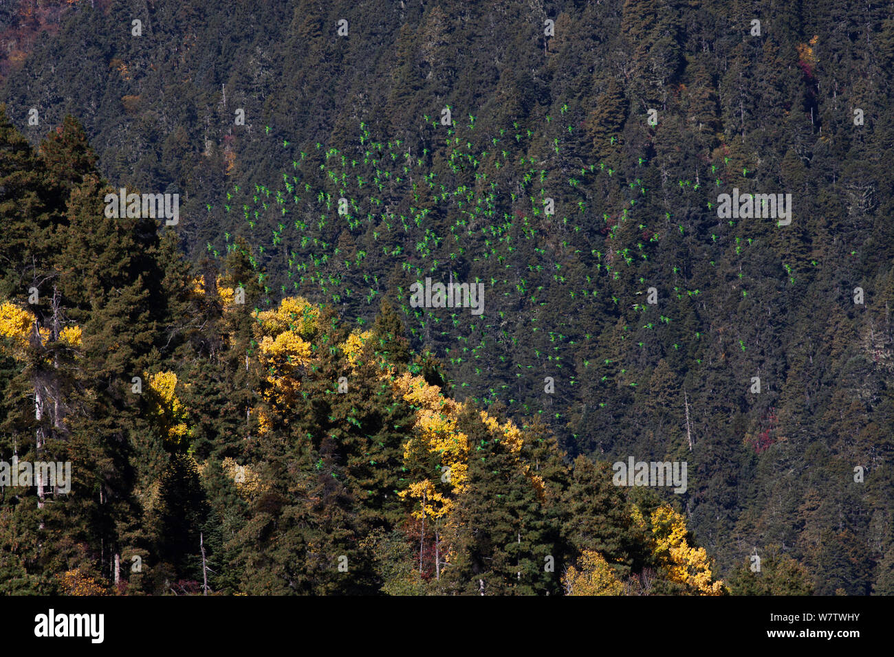 Derby's parakeet (Psittacula derbiana) flock in flight over forest, Meili Snow Mountain National Park, Yunnan Province, China, October. Stock Photo