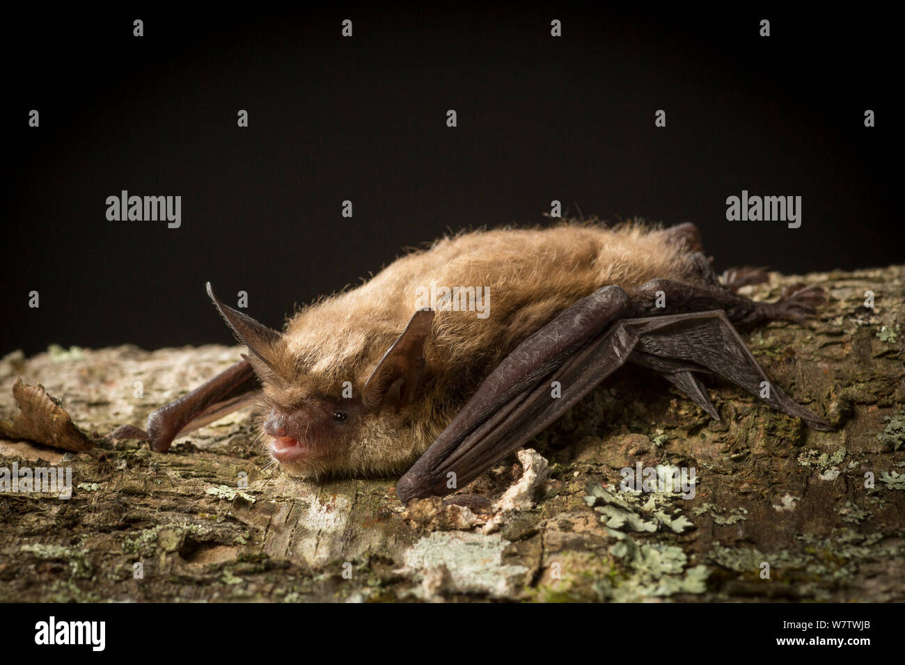 Male Northern long-eared myotis / bat (Myotis septentrionalis) on a birch tree, North Cherokee National Forest, Tennessee, USA, June. Stock Photo