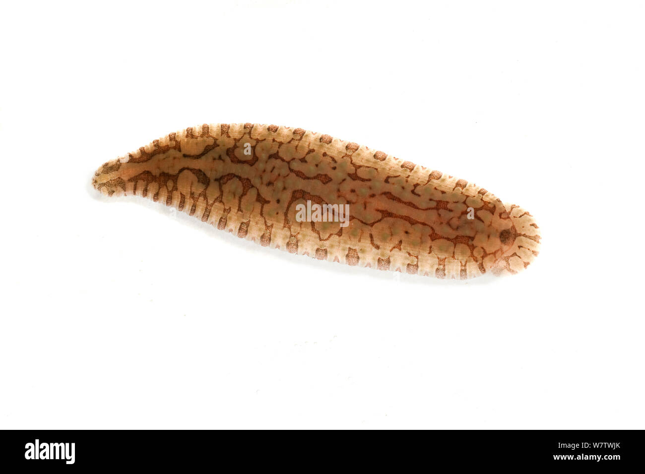 Aquatic leech (Hirudinea) Texas, USA, April. Stock Photo