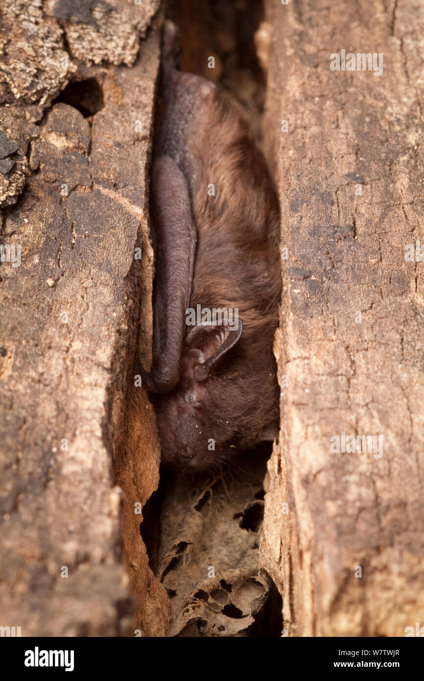 Evening bat (Nycticeius humeralis) roosting in crack of dead tree, Central Texas, USA, March. Stock Photo