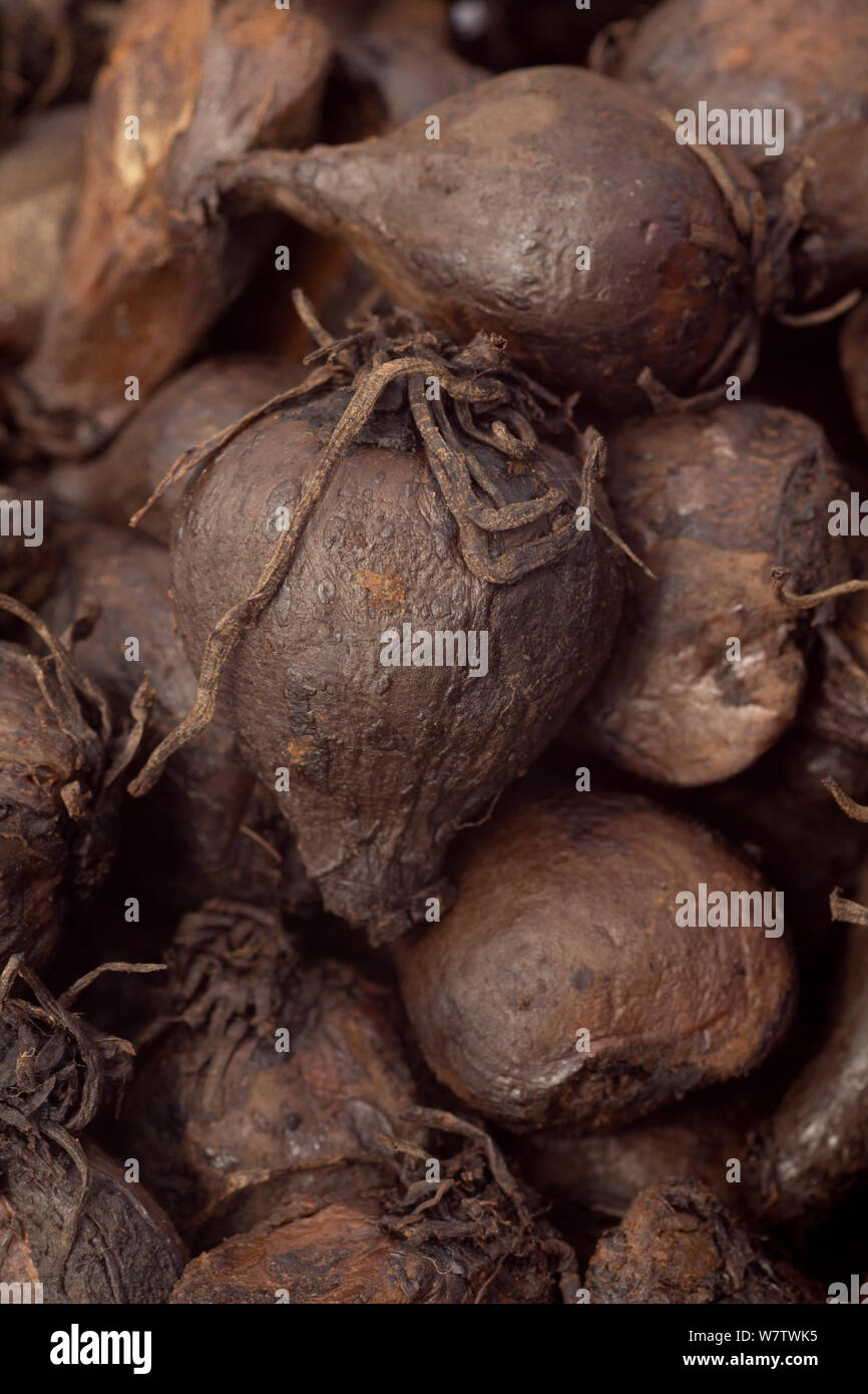 Camas plant bulb hires stock photography and images Alamy