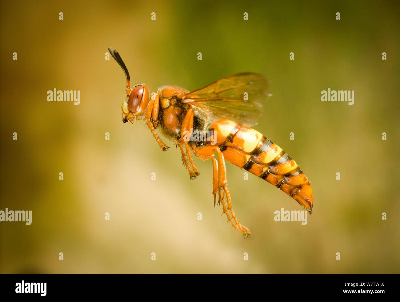 Female Cicada killer wasp (Sphecius grandis) in flight, captive. Stock Photo