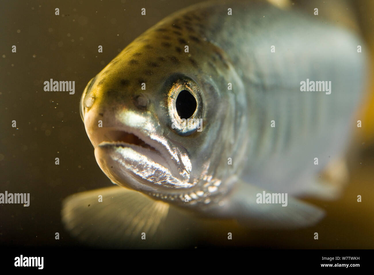 Coho salmon (Oncorhynchus kisutch)  fry portrait, captive. Stock Photo