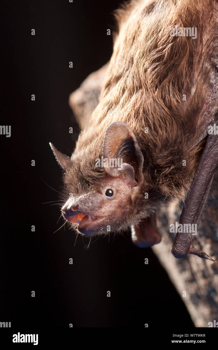 Bats texas hires stock photography and images Alamy
