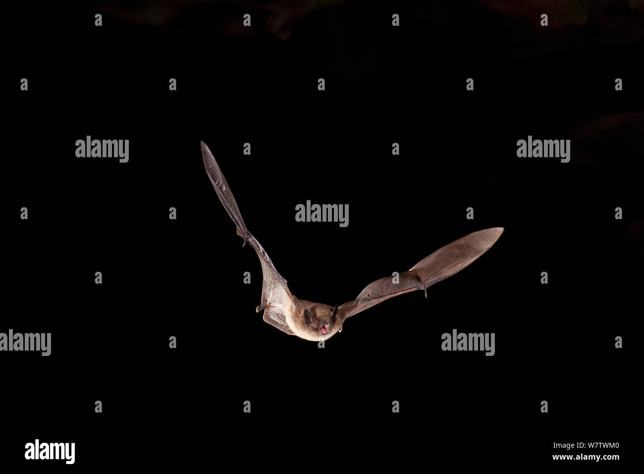 Long-legged myotis (Myotis volans) flying out of pond cave at night, Craters of the Moon National Monument, Idaho, USA, June. Stock Photo