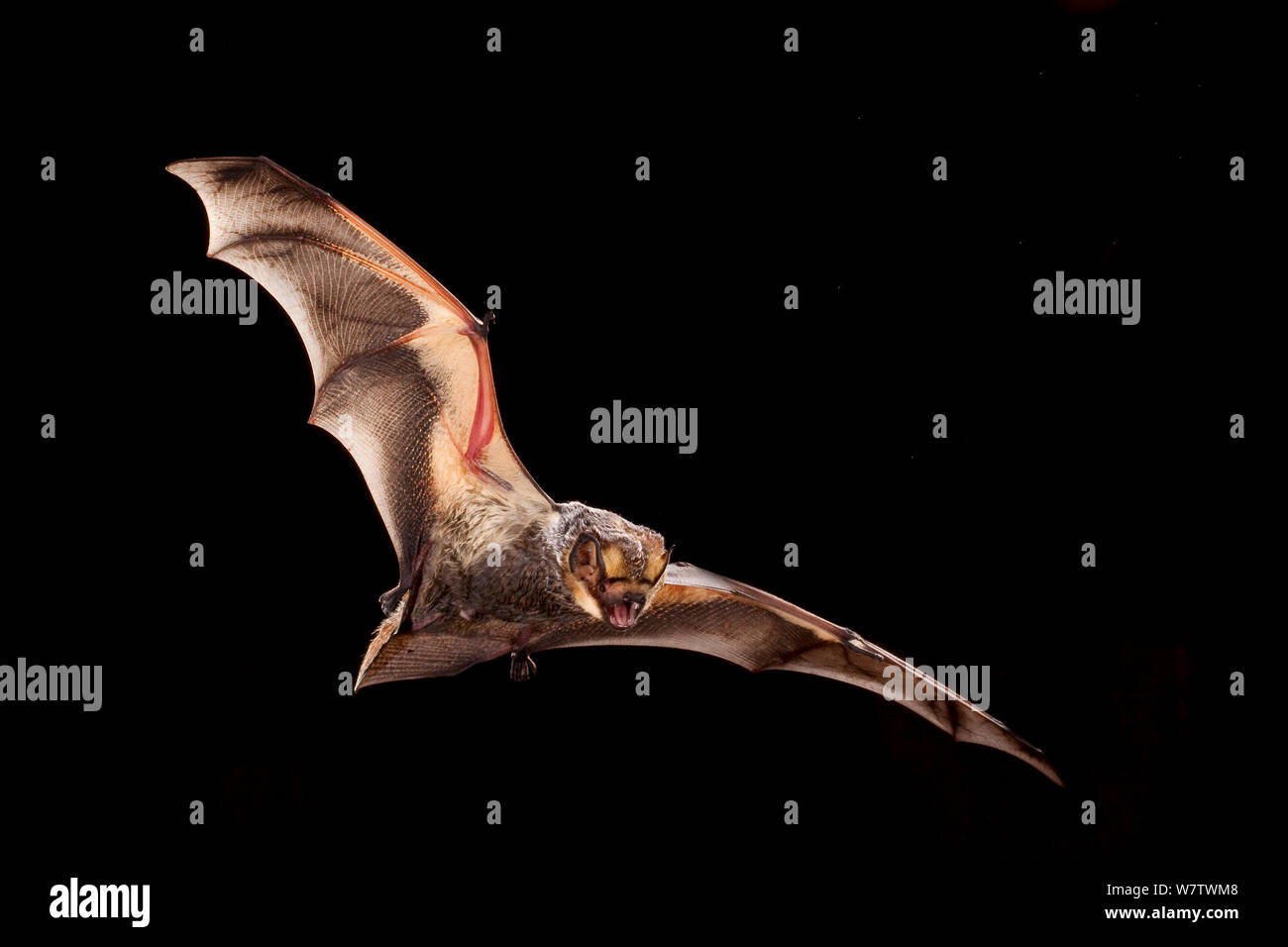 Hoary bat hi-res stock photography and images - Alamy