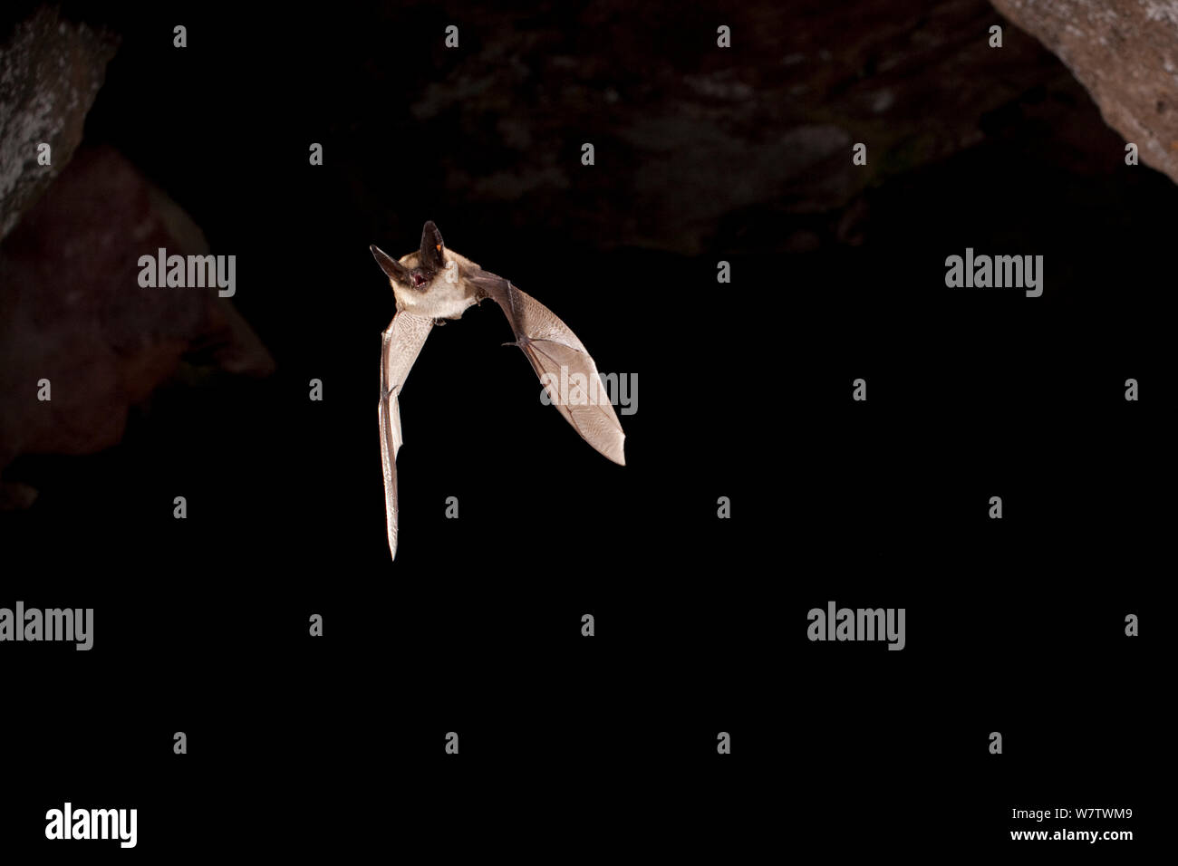 Western long-eared bat (Myotis evotis) flying out of Pond Cave, Craters of the Moon National Monument, Idaho, USA, June. Stock Photo