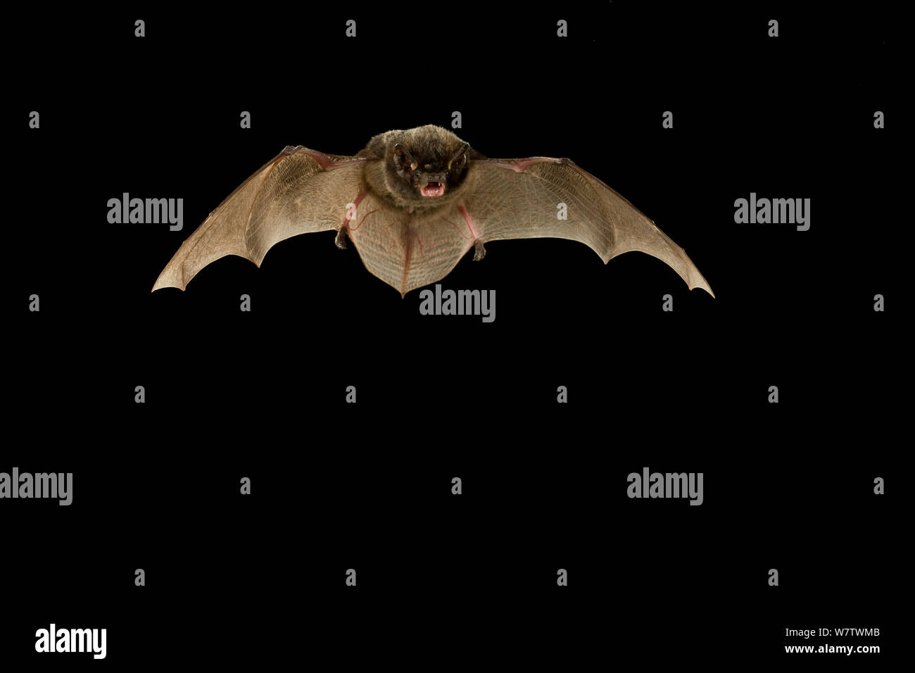Silver Haired Bat Lasionycteris Noctivagans In Flight At Night