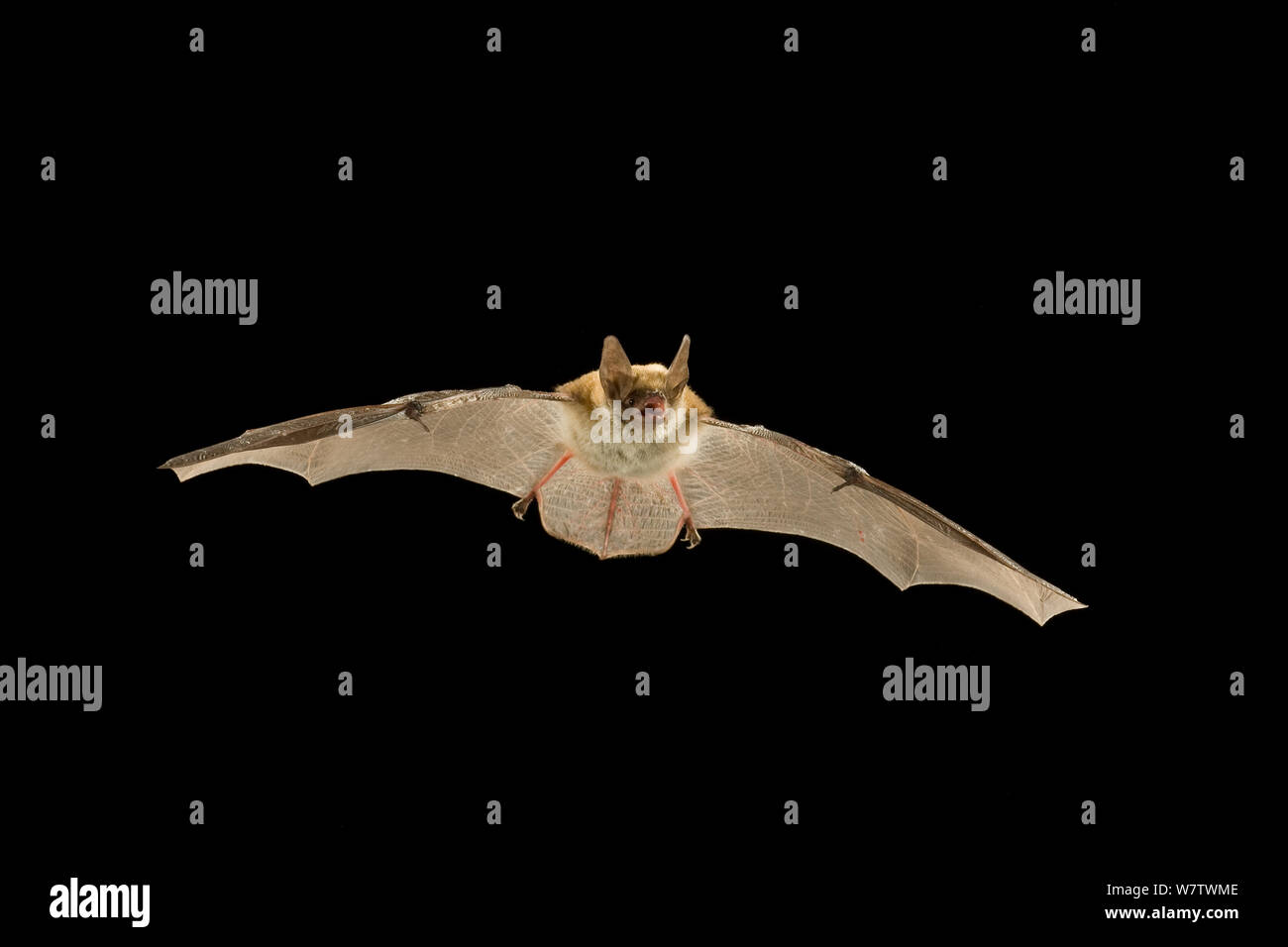 Young Fringed myotis bat (Myotis thysanodes) in flight, Coconino National Forest, Arizona, USA, July. Stock Photo