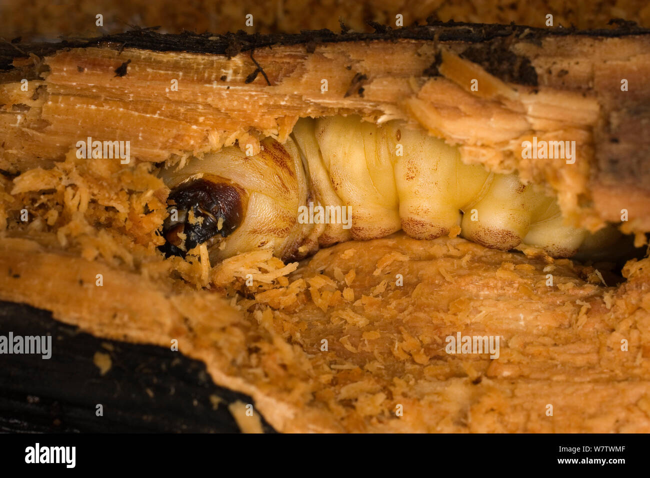 Giant root borer beetle (Prionus californicus) larva boring through decaying soft wood, Colevlle National Forest, Washington, USA, October. Stock Photo