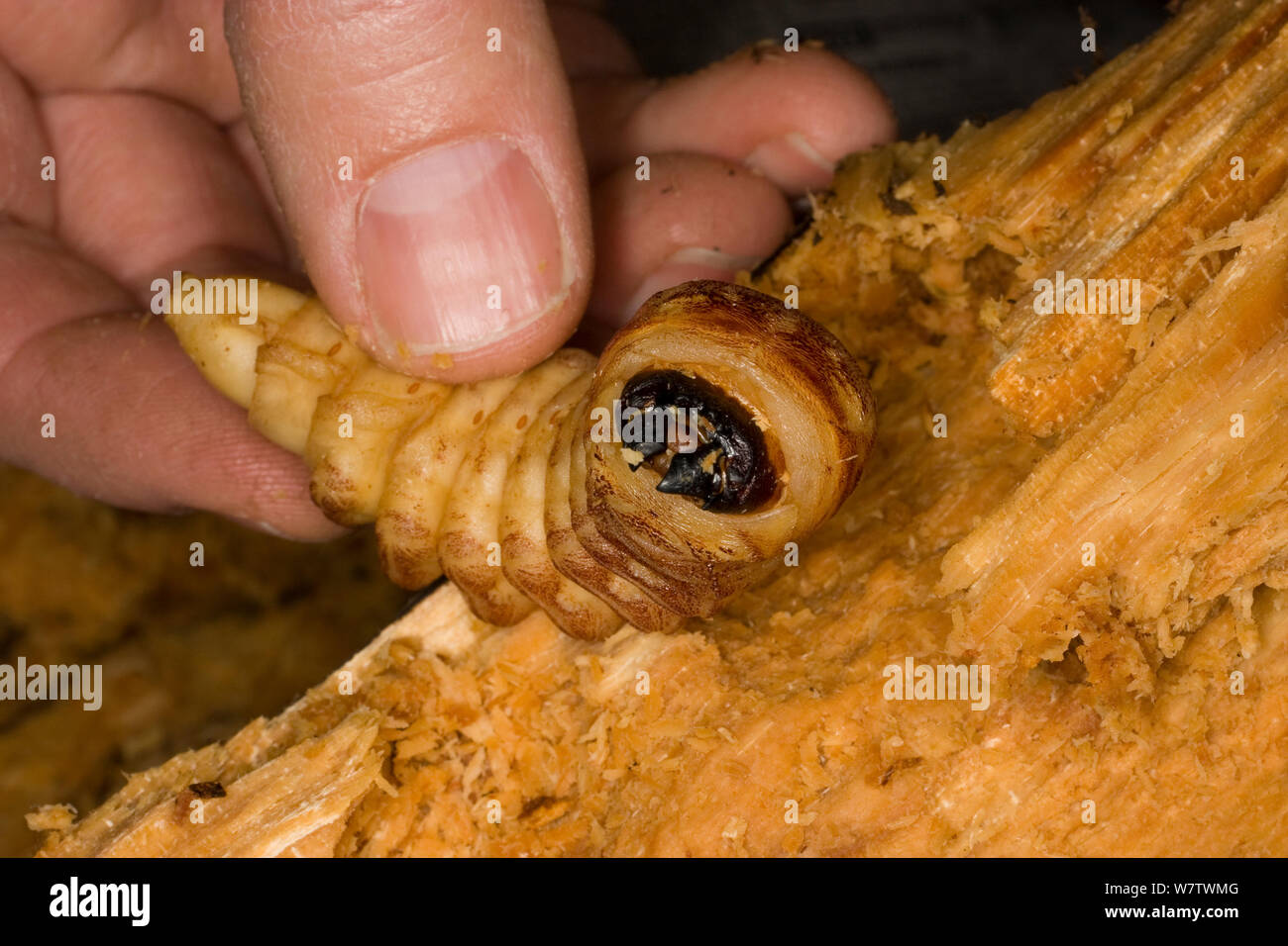 Fingers holding Giant root borer beetle (Prionus californicus) larva, Colevlle National Forest, Washington, USA, October. Stock Photo