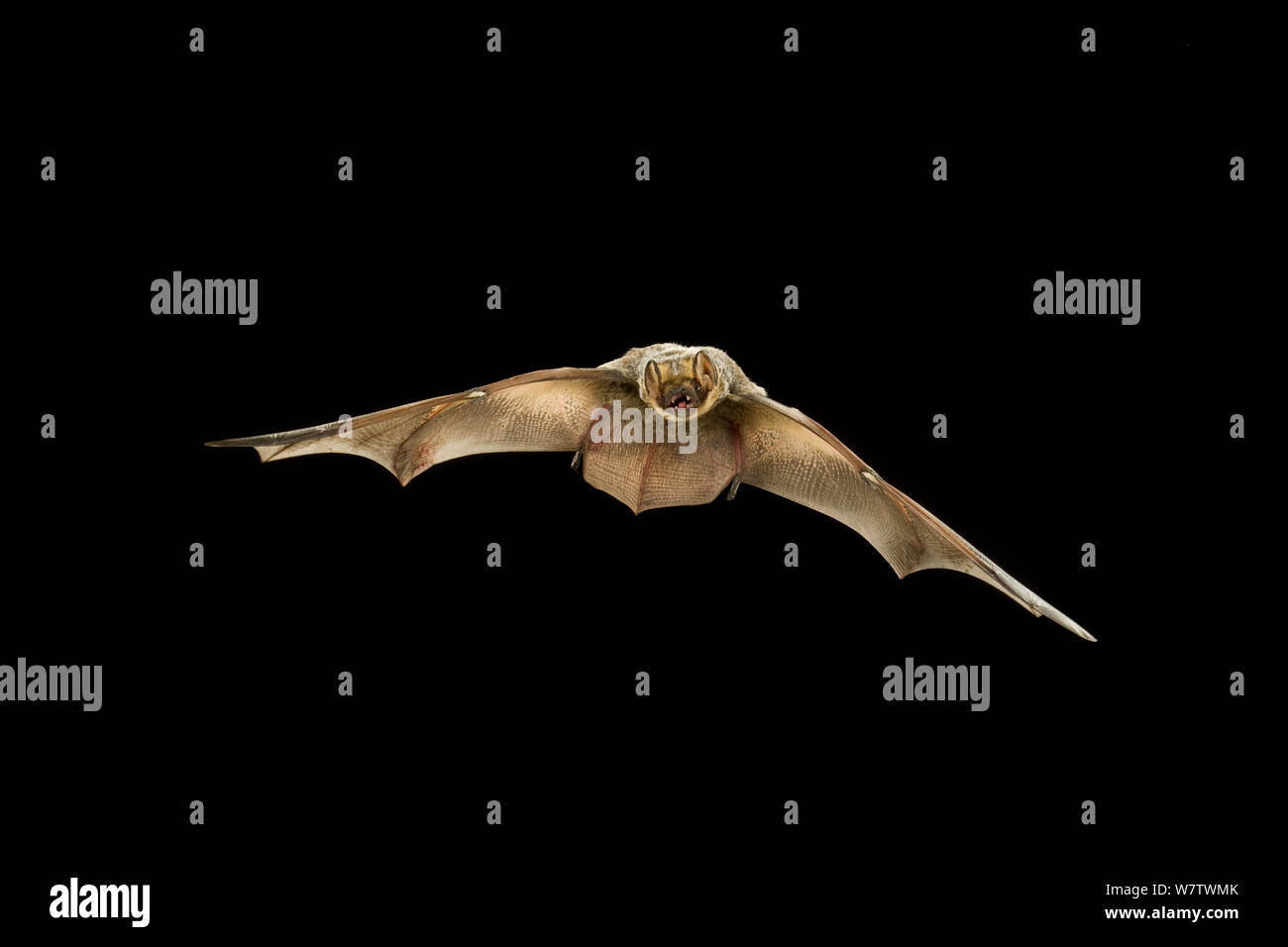 Hoary bat hi-res stock photography and images - Alamy