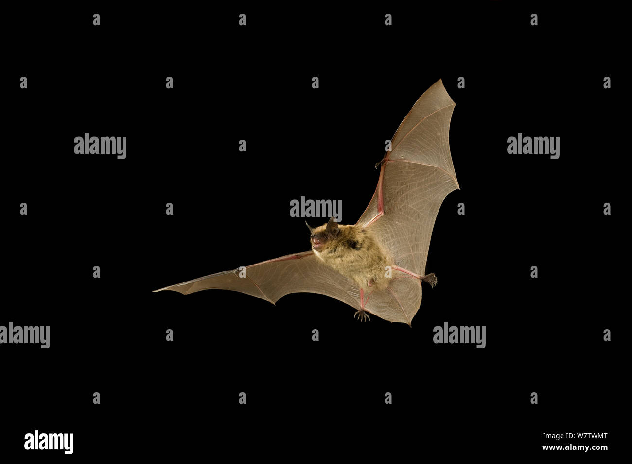 Brown bat hires stock photography and images Alamy