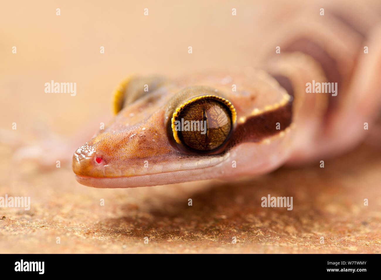 Nightstalker gecko (Cyrtodactylus intermedius) portrait, captive from Malaysia and Thailand. Stock Photo