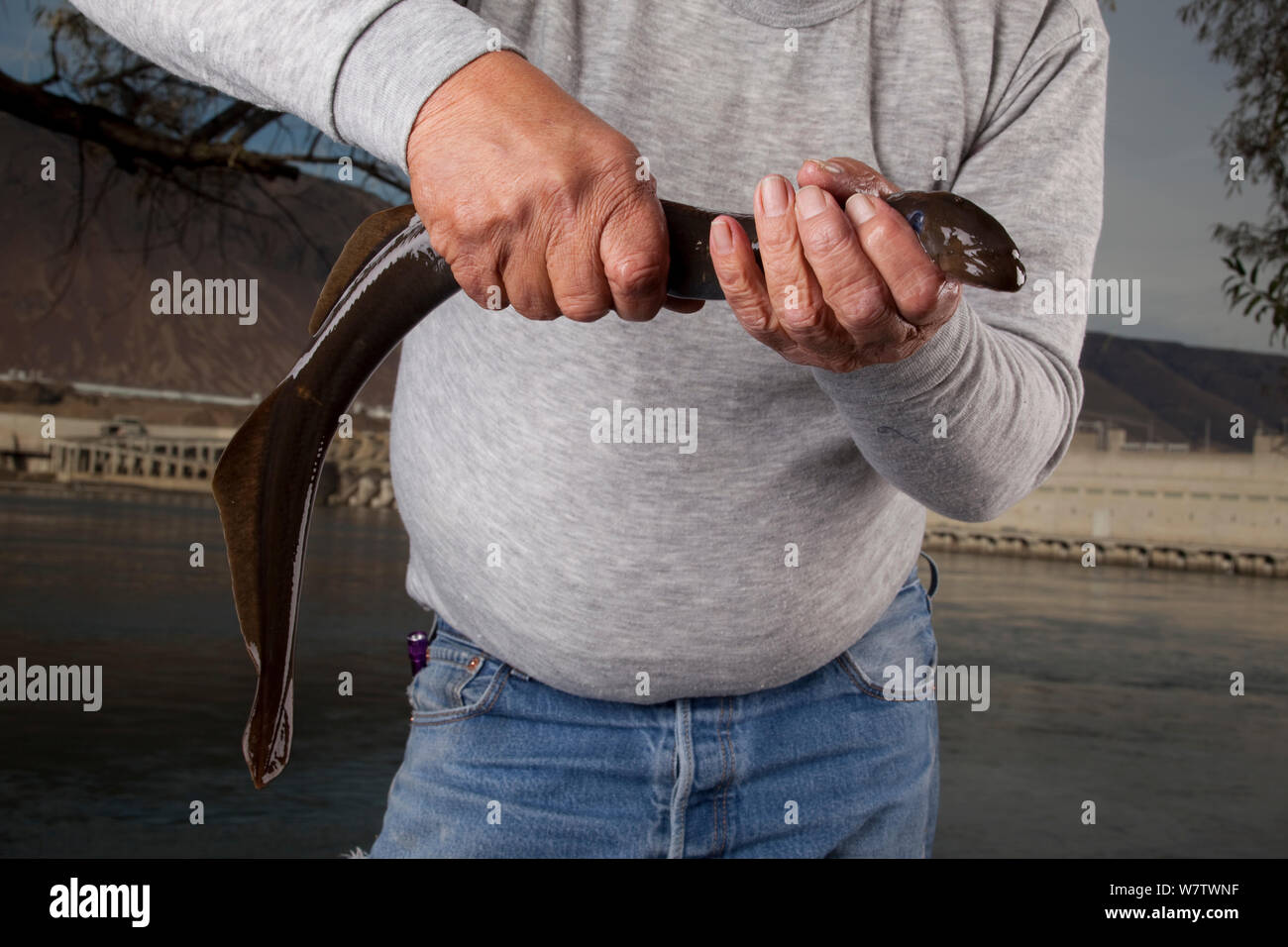 Technical supervisor for the Nez Perce Department Of Fisheries Resources Management holding an adult Three toothed / Pacific lamprey (Lampetra tridentata) before placing it in a holding tank. The Columbia River and the John Day Dam are in the background, Washington, USA, November 2009. Stock Photo