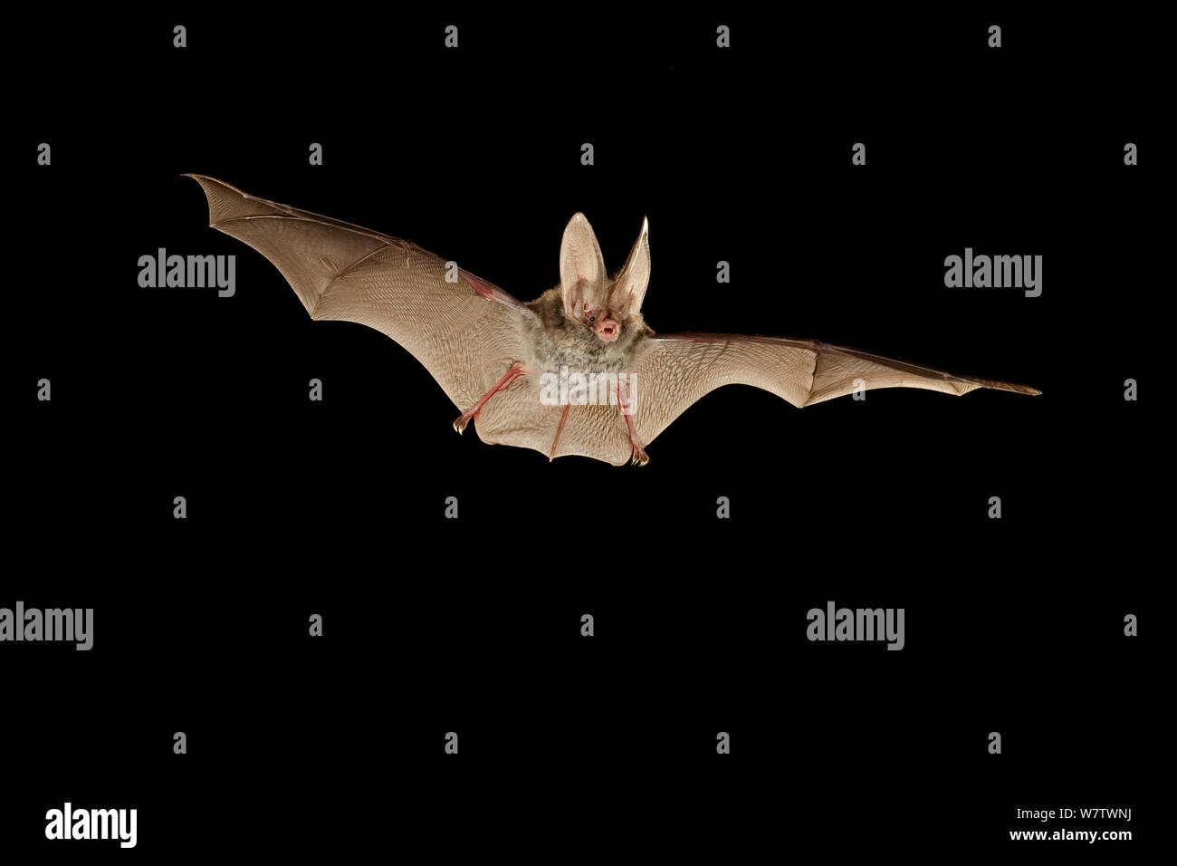 Rafinesque's big-eared bat (Corynorhinus rafinesquii) in flight at night, Big Thicket National Preserve, Texas, USA, March. Stock Photo