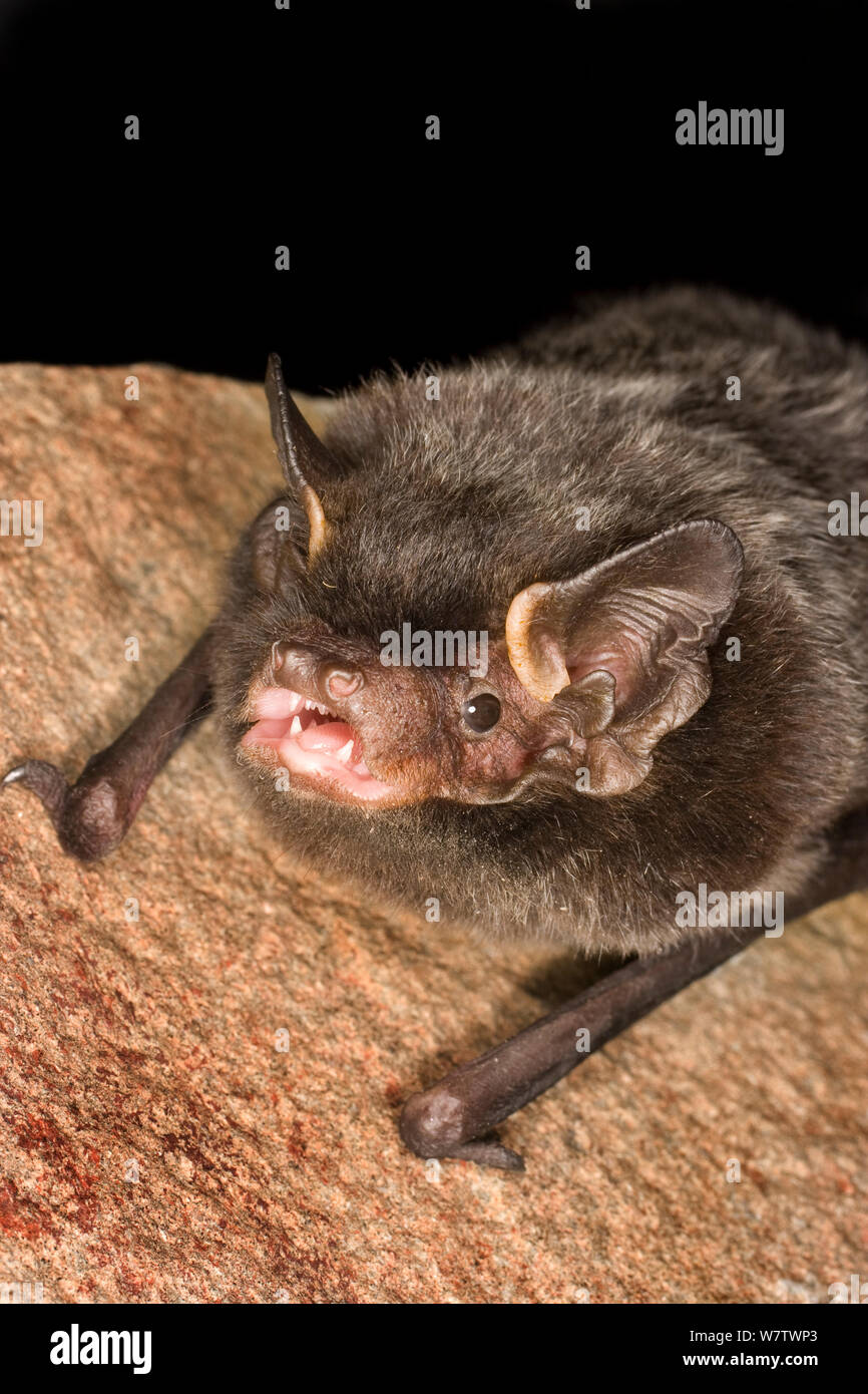 Silver Haired Bat Stock Photos Silver Haired Bat Stock Images