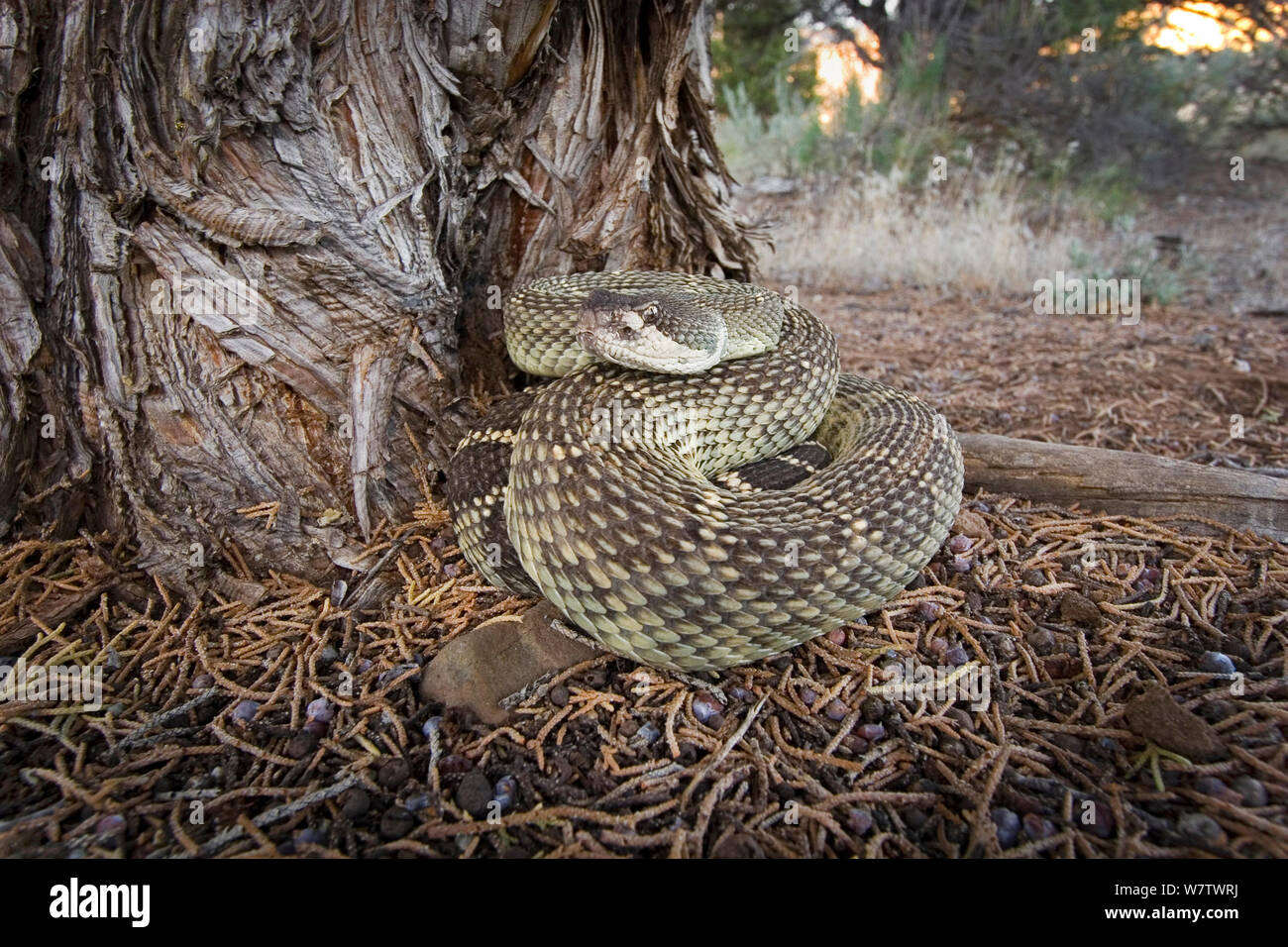 Western rattlesnake (Crotalus viridis) under a juniper tree, John Day Fossil Beds National